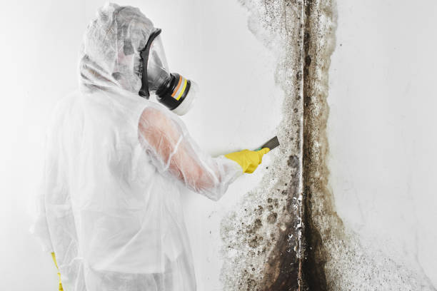 Best Best Mold Removal Companies  in Carlton, OR