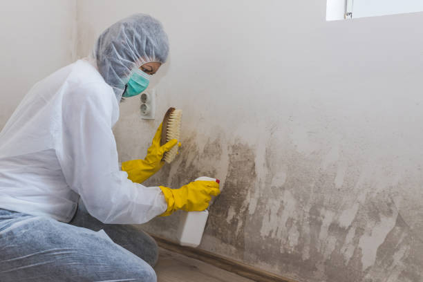 Office Mold Removal Services in Carlton, OR