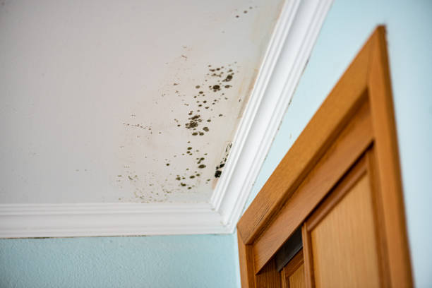 Best Mold Remediation  in Carlton, OR