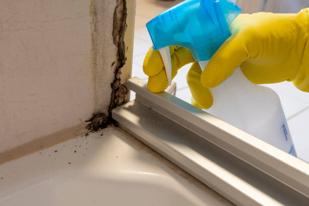 Best Mold Removal Company Near Me  in Carlton, OR
