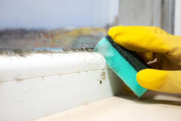Best Mold Cleaning Services  in Carlton, OR
