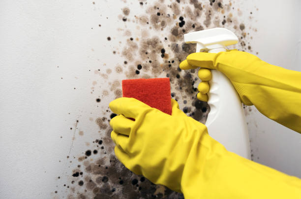 Best Best Mold Removal Companies  in Carlton, OR