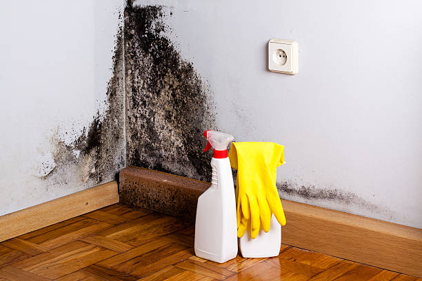 Best Professional Mold Removal  in Carlton, OR